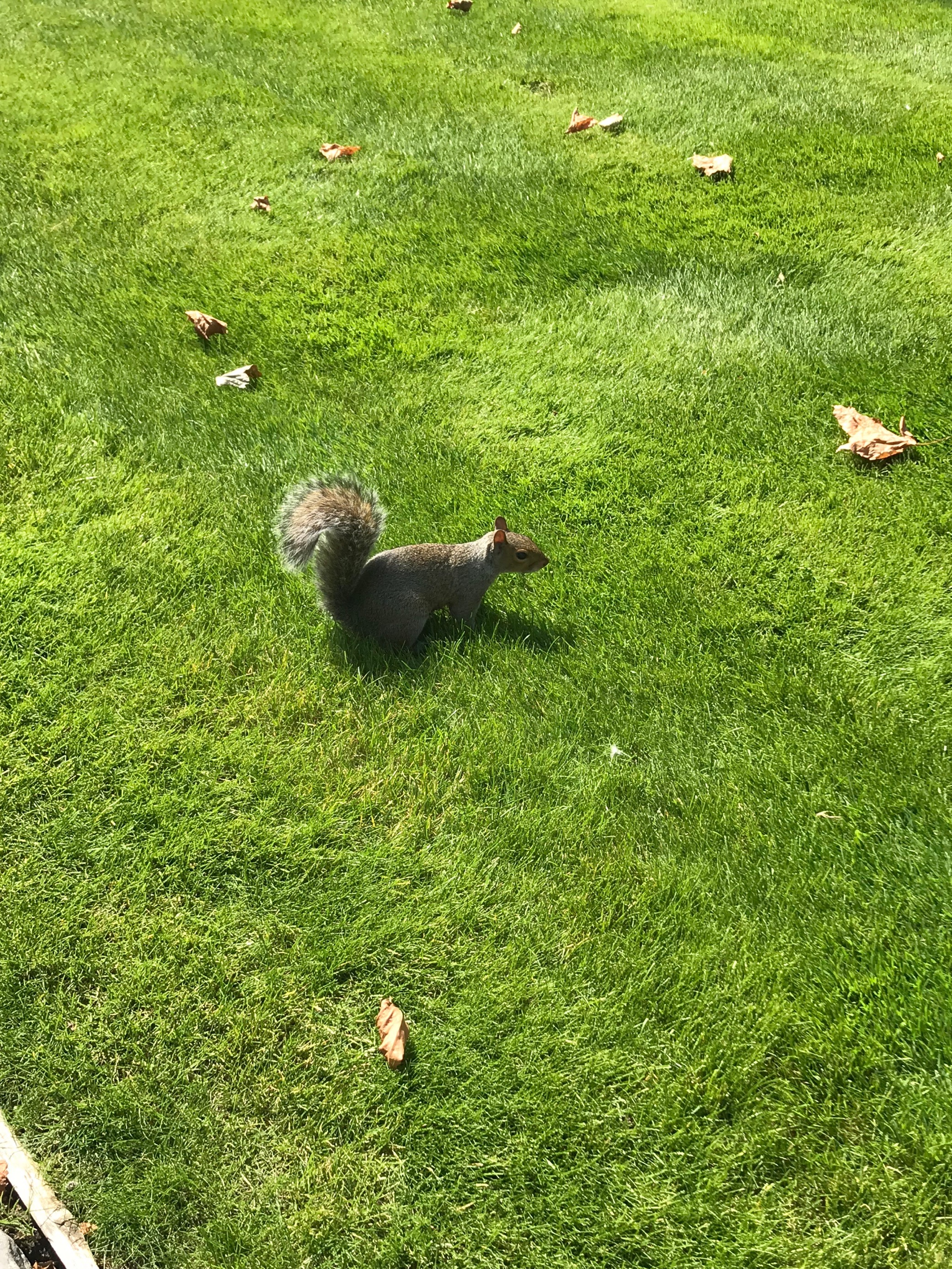 Grey Squirrel